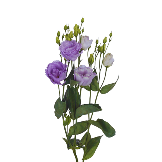 9 Lizante Lisanne Lavend