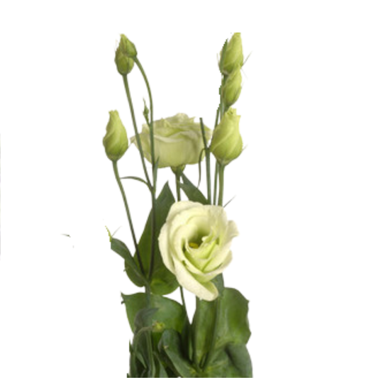 9 Lizante Rosi Green