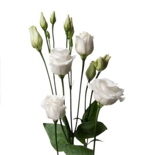 9 Lizante Rosi White