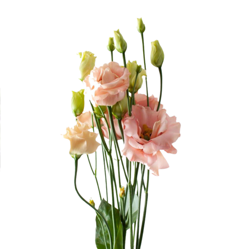 9 Lizante G Sabrina Orange