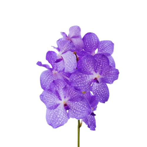 8 Orhideja Kan Angelite