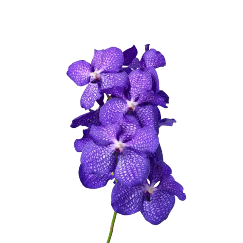 8 Orhideja Kan China Blue