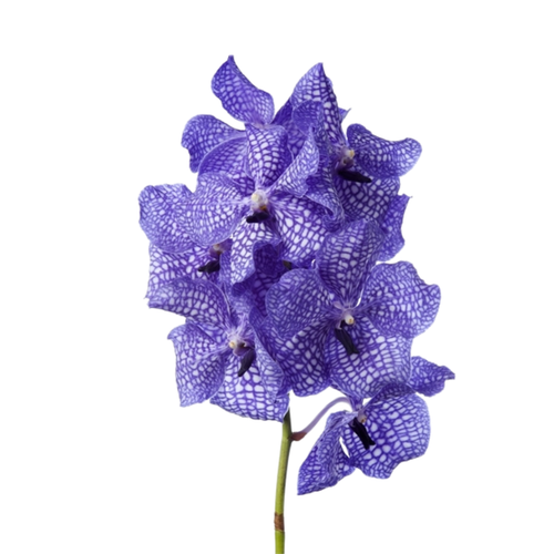 8 Orhideja Kan Delft Blue