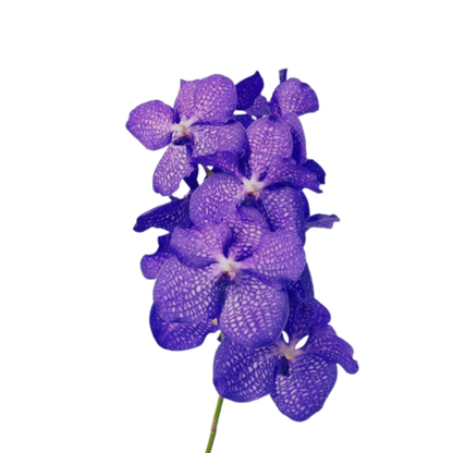 8 Orhideja Kan Mag Blue