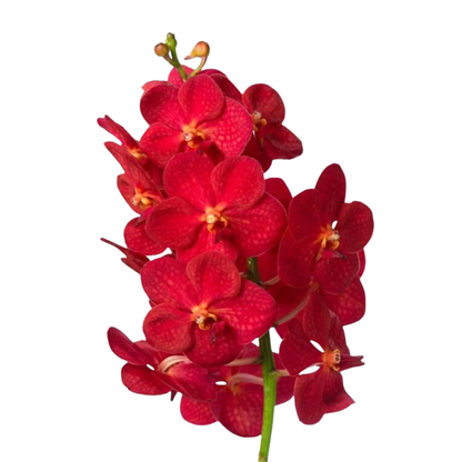 8 Orhideja Kan Magic Red