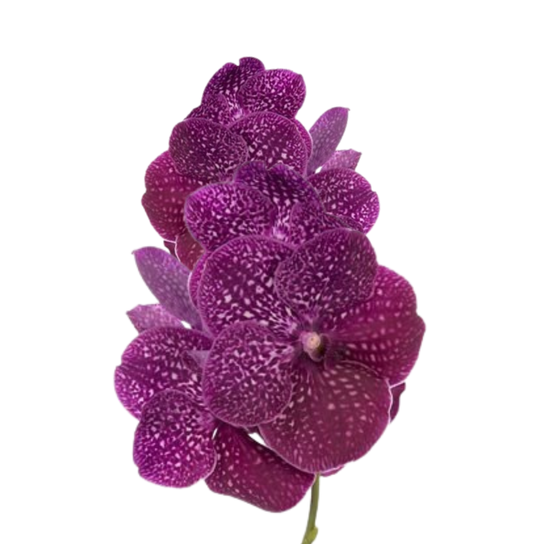 8 Orhideja Ni Crimso Love