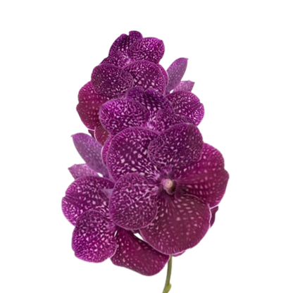 8 Orhideja Ni Crimso Love