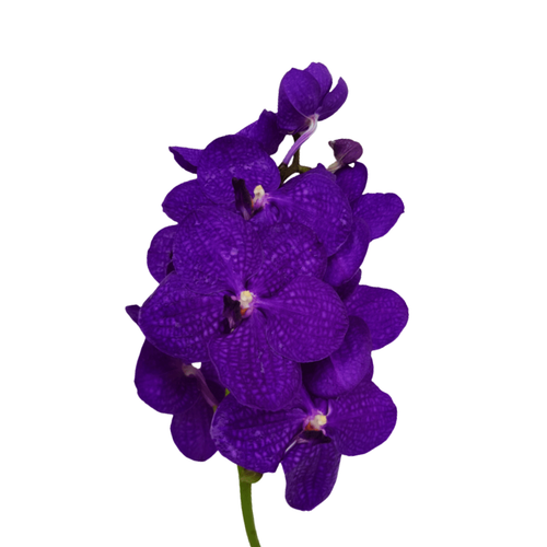 8 Orhideja Ni Deep Blue