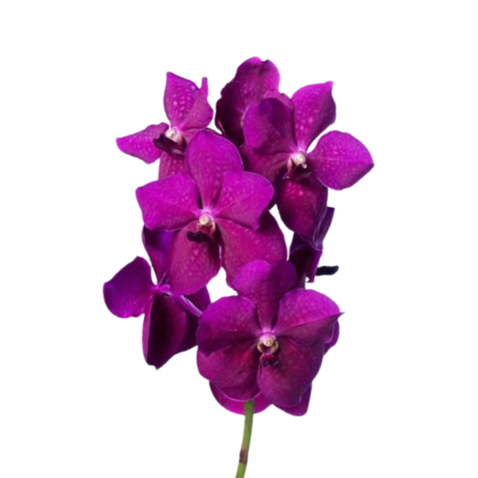 8 Orhideja Ni Rasp Cerise