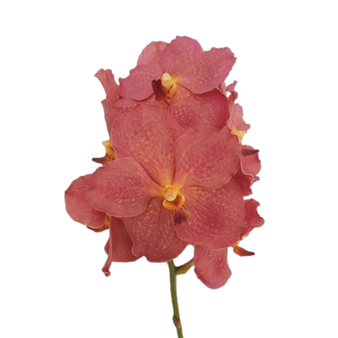 8 Orhideja Ni Salmon