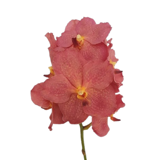 8 Orhideja Ni Salmon