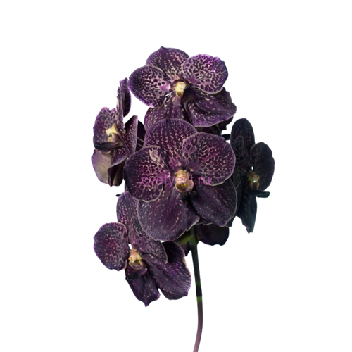 8 Orhideja Su Choc Brown