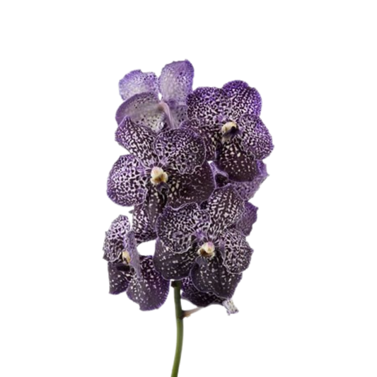 8 Orhideja Su Jeff Leatha