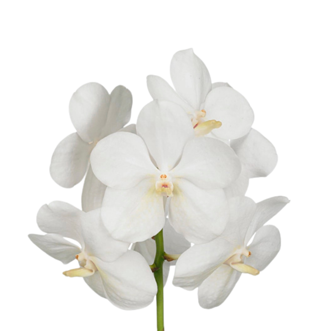 8 Orhideja Tayan Opal Whi