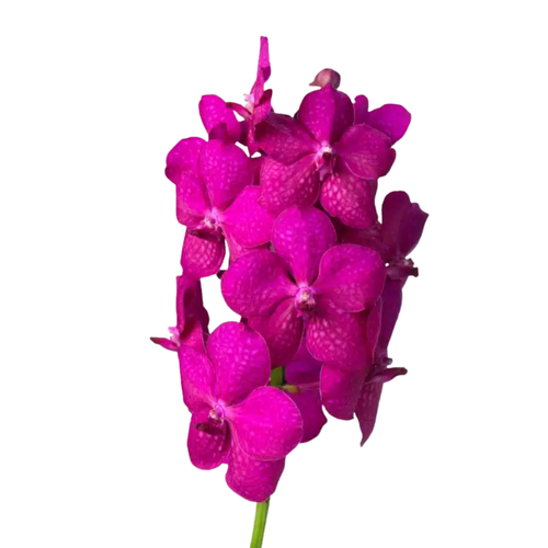 8 Orhideja  TAYANEE CERISE