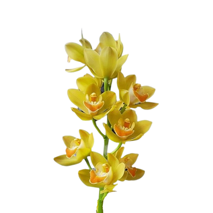 5 Orhideja  Lemon Curd