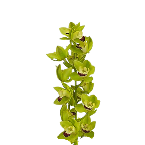 5 Orhideja  Green Rock