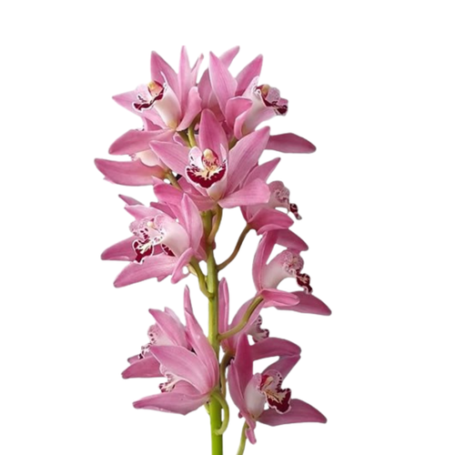 5 Orhideja  Mi Bubblegum