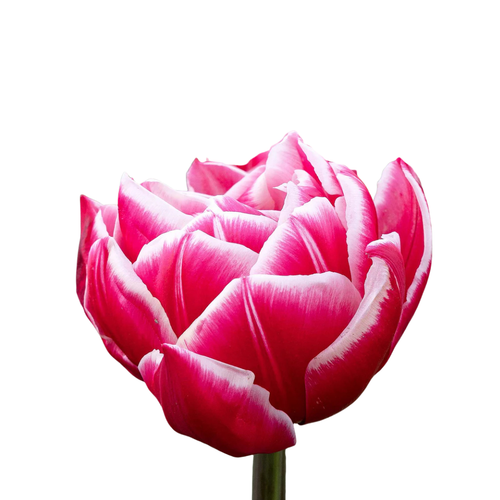 6 Tulpes OV Dubbel podiņi