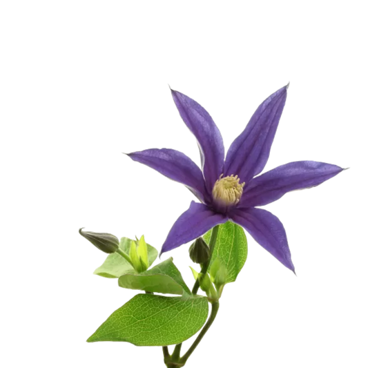 9 Klematis Amazing Oslo