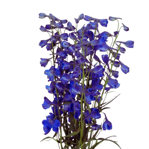9 Delphinium Donna