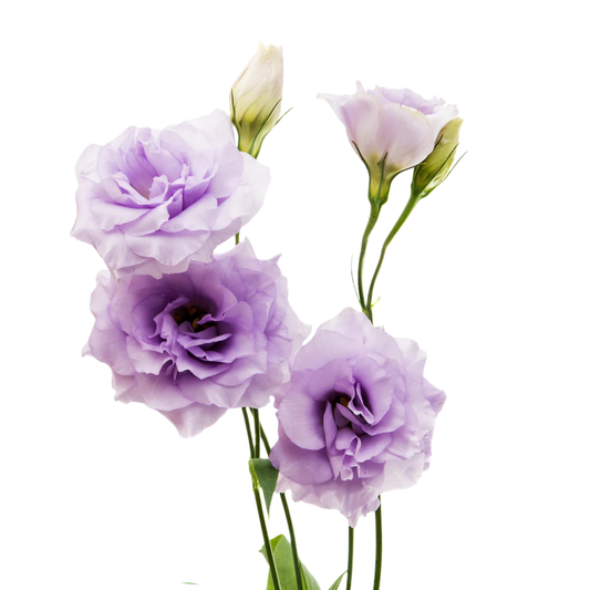 9 Lizante Corelli Lavend