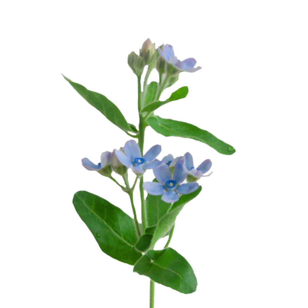 9 Neaizmirstulīte TAN PURE BLU