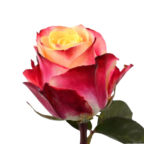 9 Roze Chapeau