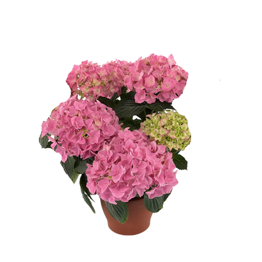 Hortenzija Early Rosa