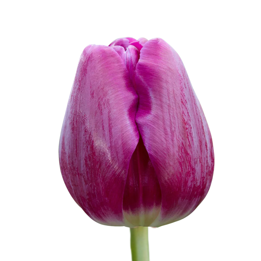 9 Tulpe Bullit
