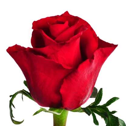 9 Roze Ever Red