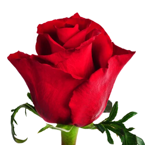 9 Roze Ever Red