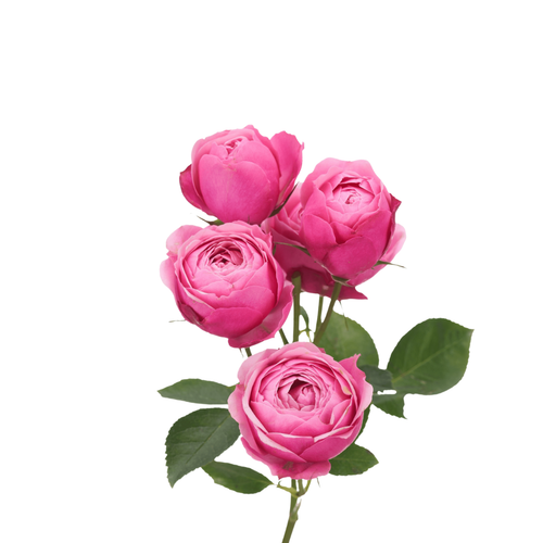 9 Silva Pink