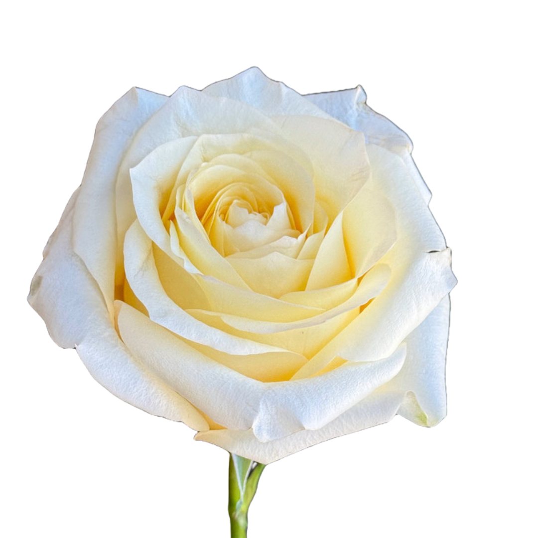 9 Roze Candlelight