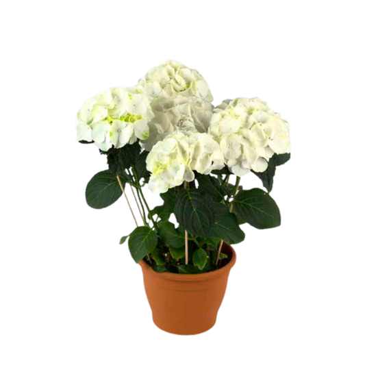 Hortenzija Schneeball