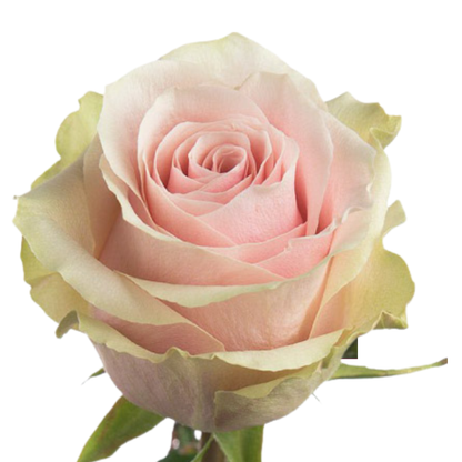 9 Roze Frutteto