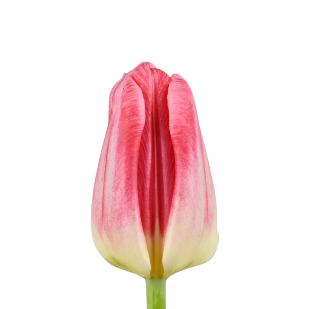 9 Tulpe Pulitzer
