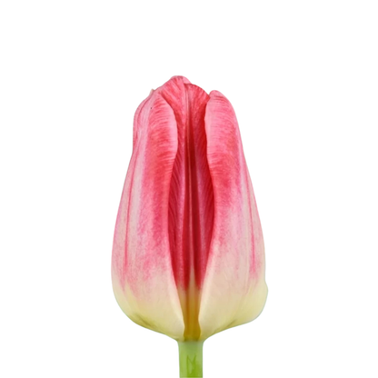 9 Tulpe Pulitzer