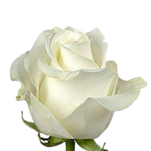 9 Roze Alba