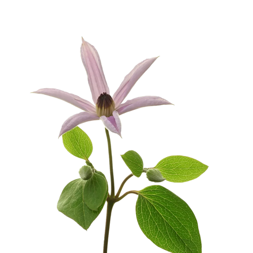 9 Klematis Amazing Miami