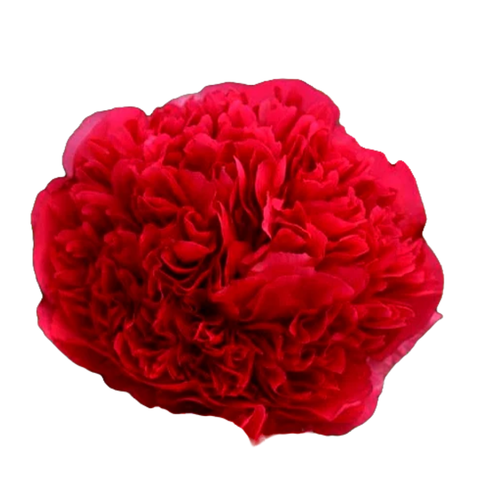 Peonija Command Performance