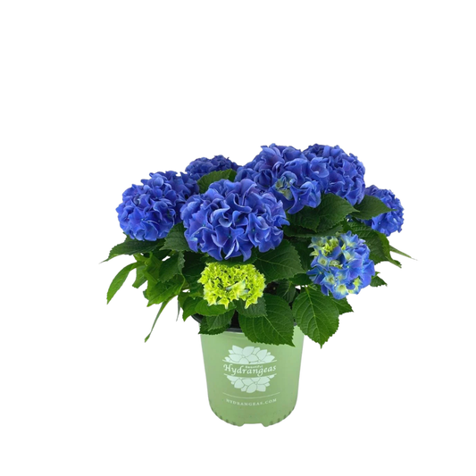 Hortenzija Early Blue