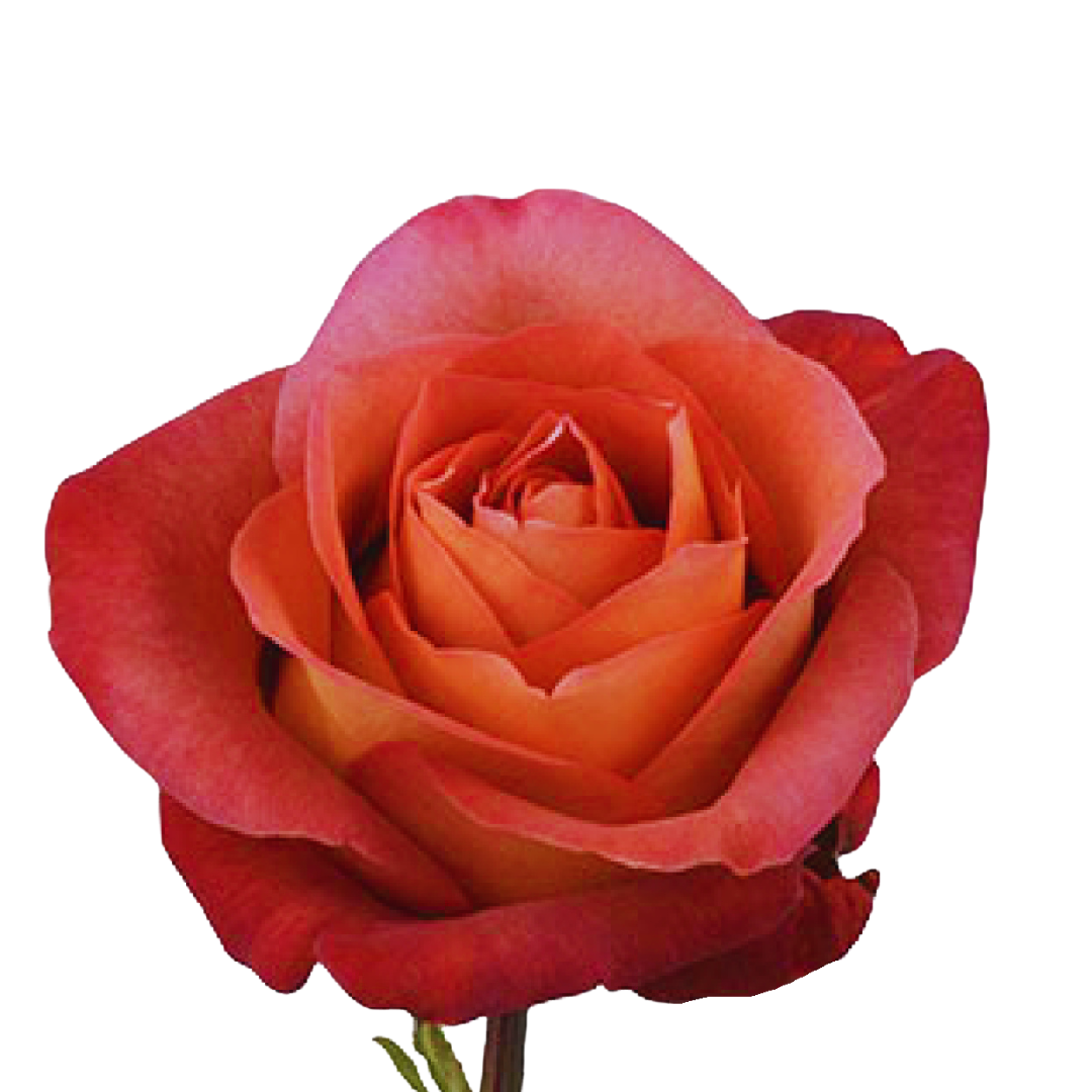 9 Roze Coffee Break