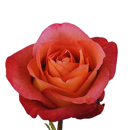 9 Roze Coffee Break
