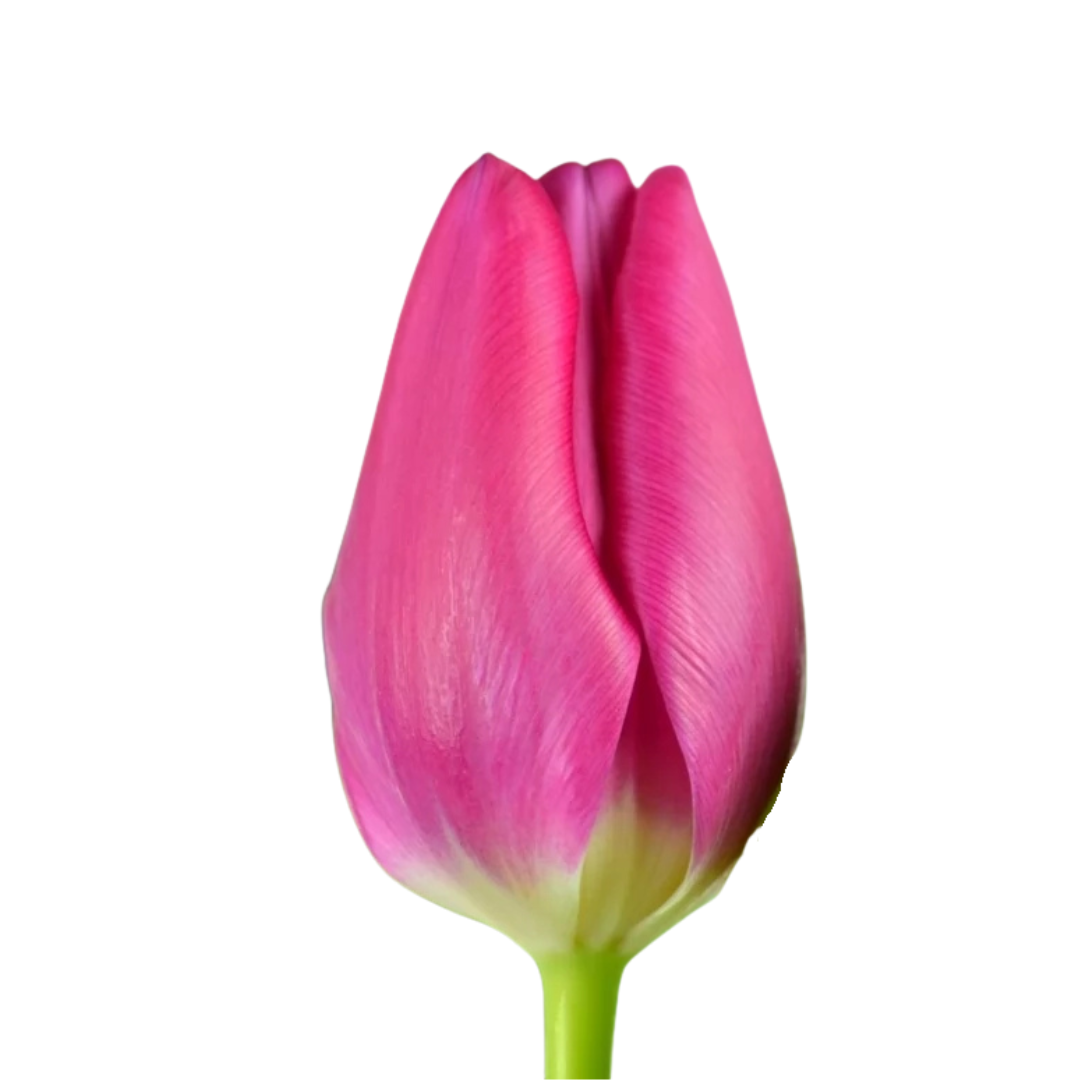 9 Tulpe Ardour