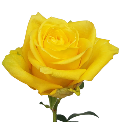 9 Roze Good Times