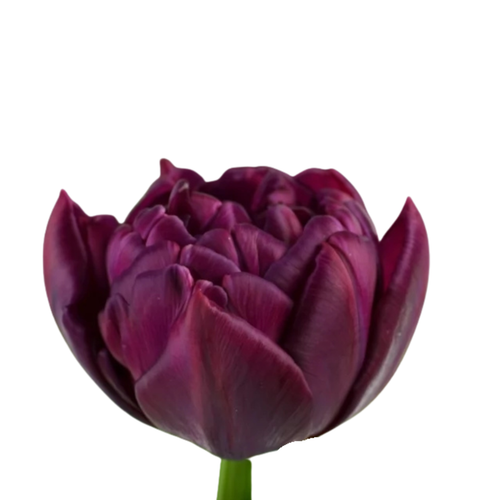 9 Tulpe Alison Bredley