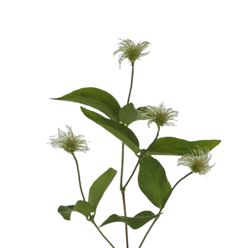 9 Klematis Amazing Kibo