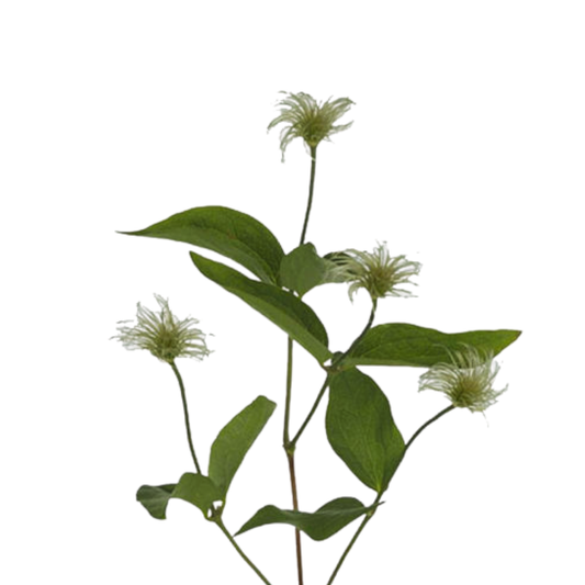 9 Klematis Amazing Kibo