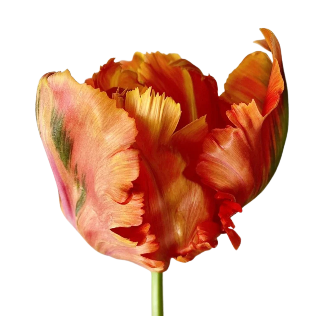 9 Tulpe Avignon Parrot